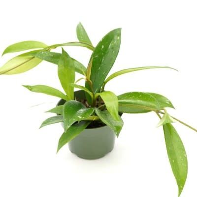 HOYA PUBICALYX 4&quot;