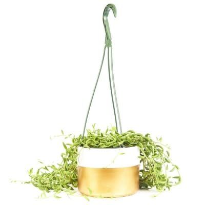 String of Bananas 6&quot; HB