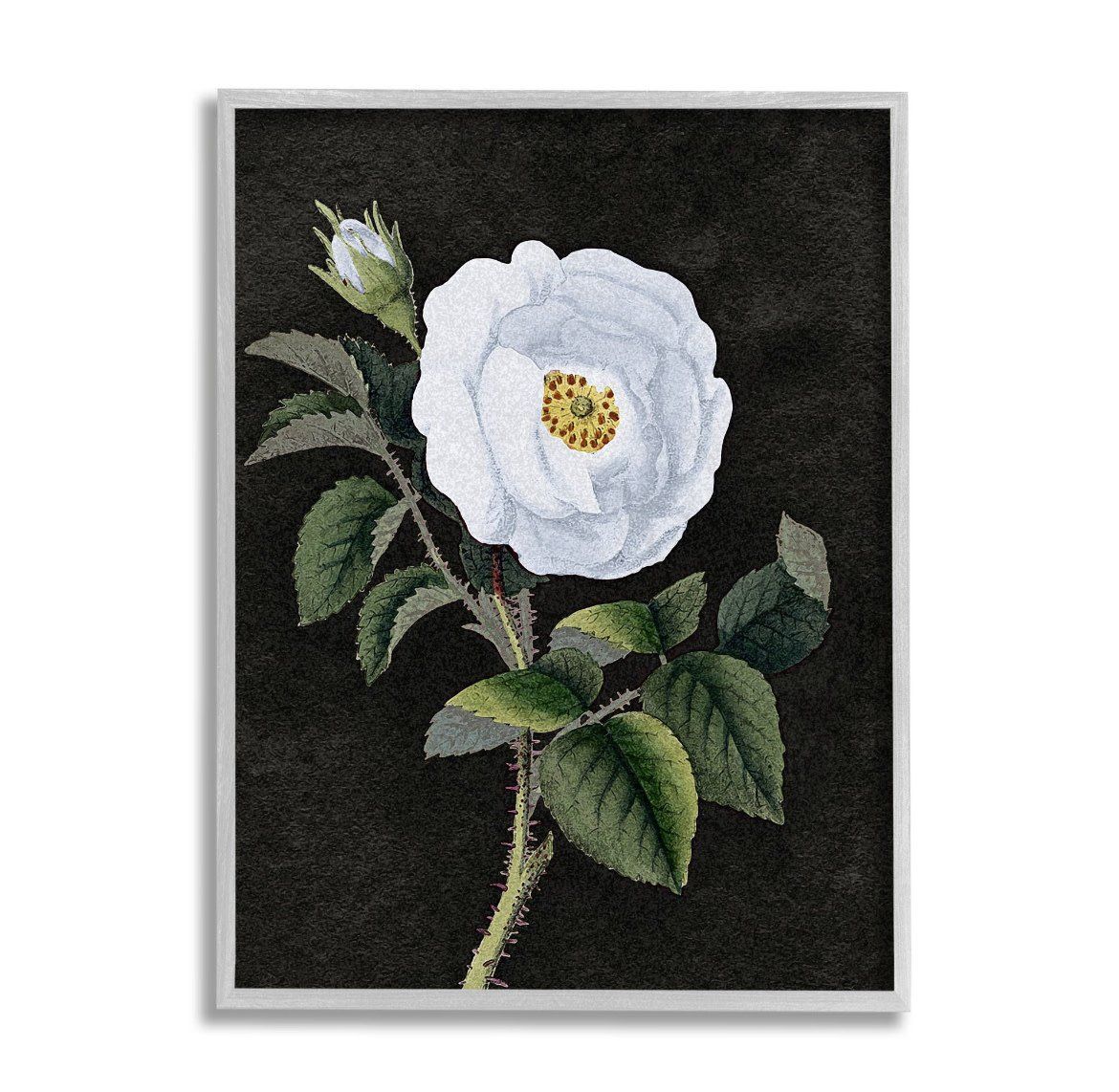 White Poppy Illustration Vintage Flower Thorns Gray Framed