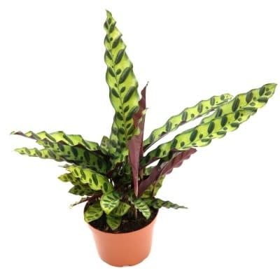 4&quot; Calathea Lancifolia - Rattlesnake Plant