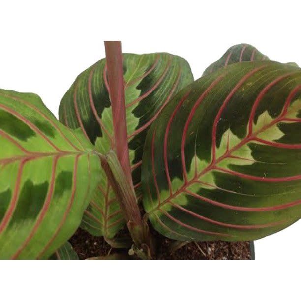 8&quot;  Maranta Red- prayer plant