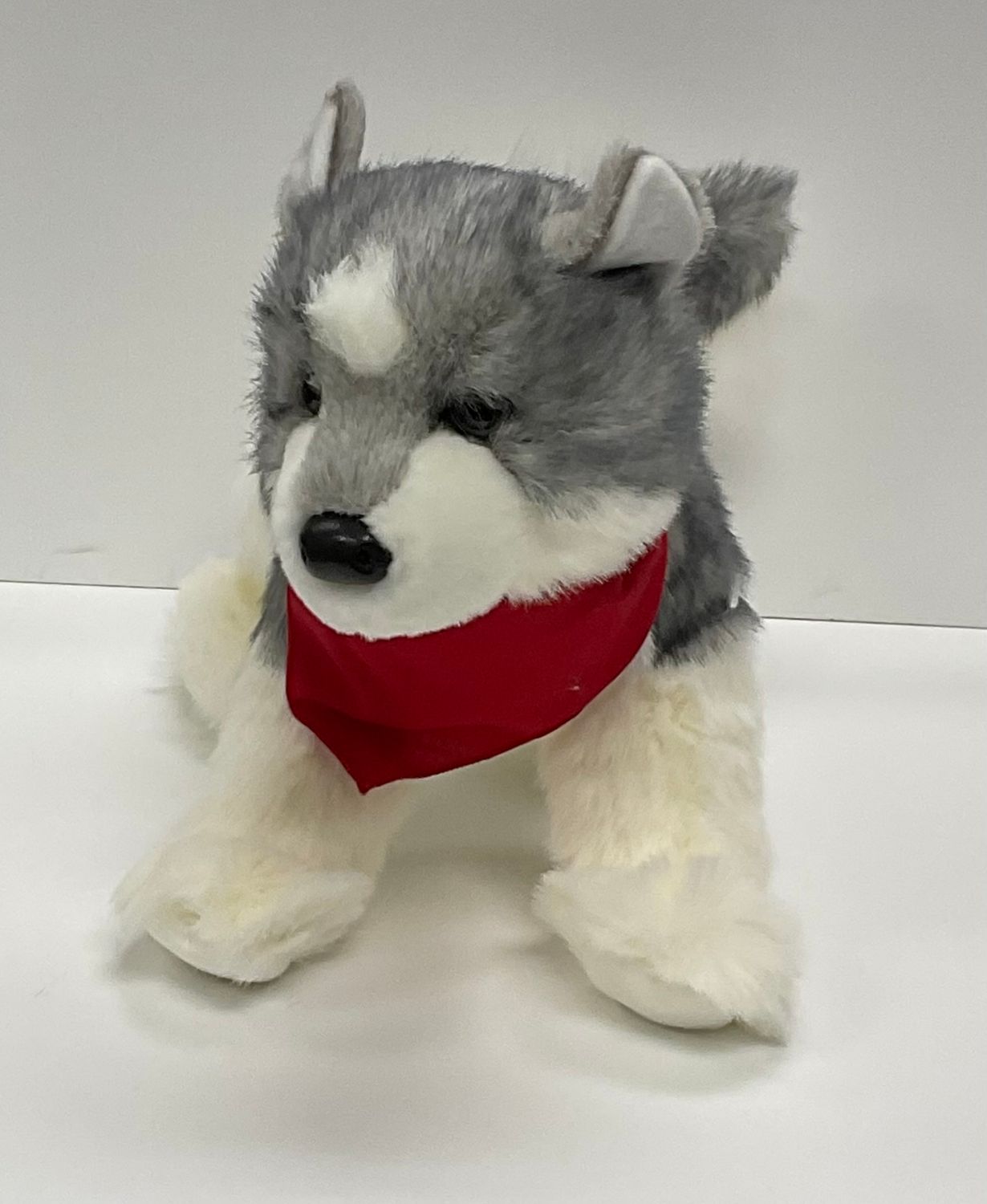 Huskie Dog Sasha 000009