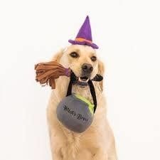 Zippy Paws Halloween Witch Costume Kit FINAL SALE