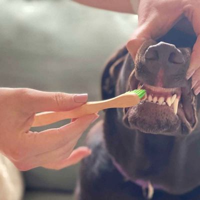 Pet Care