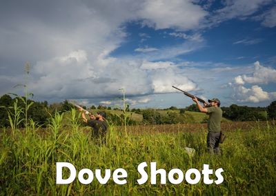 Dove Shoots