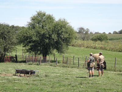 Shoots