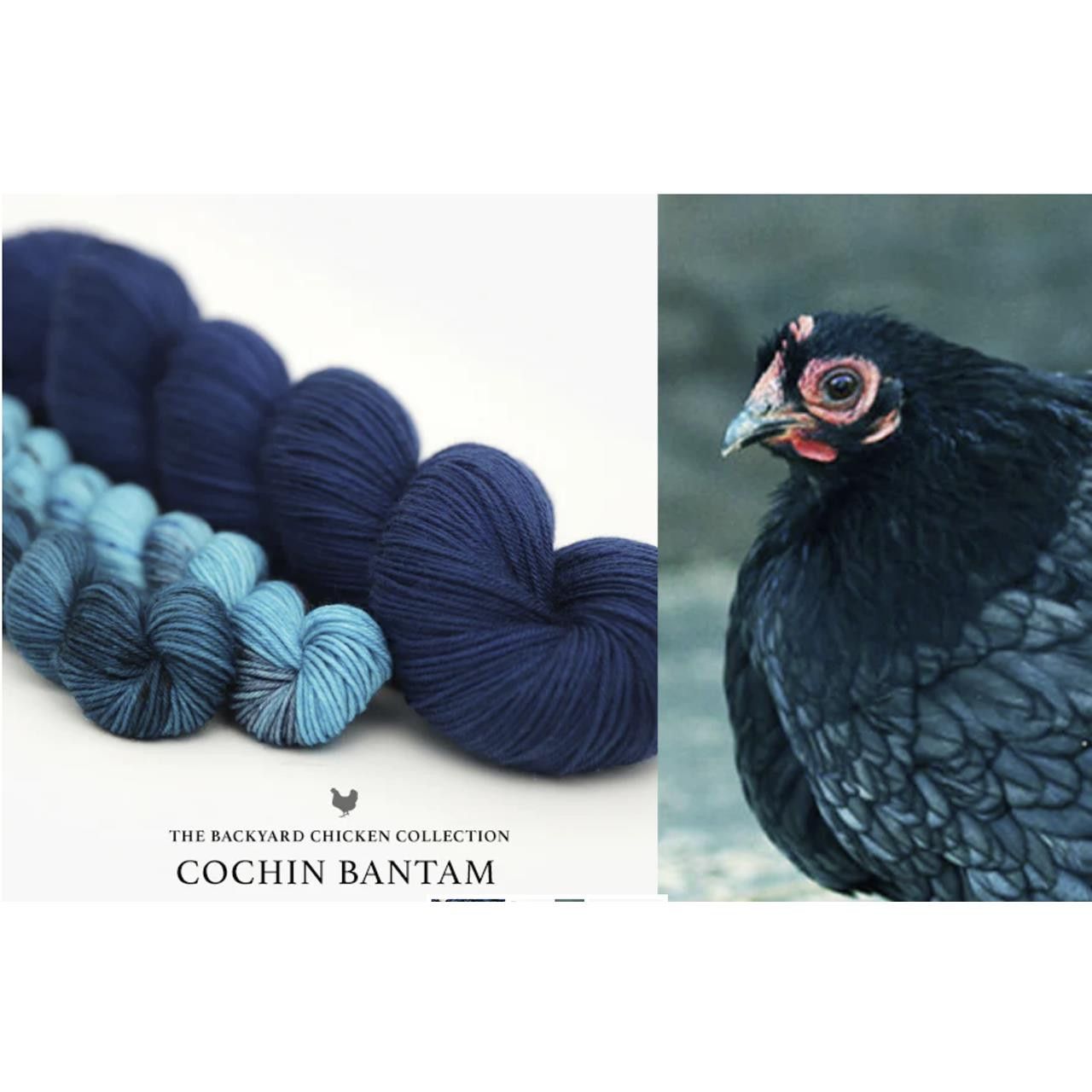 Hue Loco - Backyard Chicken -, Color: Cochin Bantam