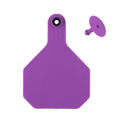 #4 Blank Purple Y-Tex Tag