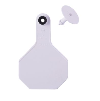 #3 White Blank Y Tex