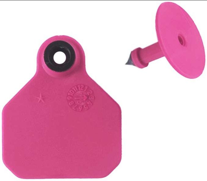 #1 Blank Hot Pink Y-Tex