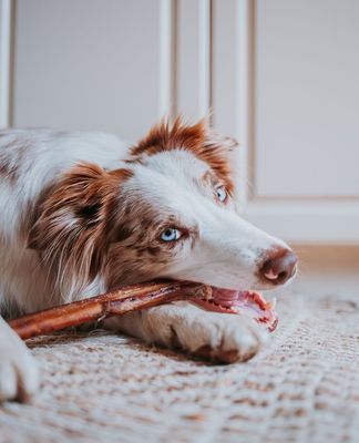 Treats & Supplements