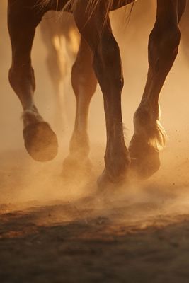 Wound Care & Wellness