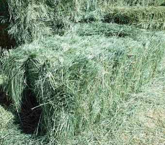 Teff Grass Bale