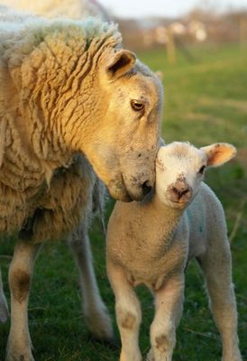 Lambing & Kidding Supplies