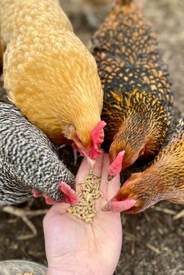 Supplements & Treats