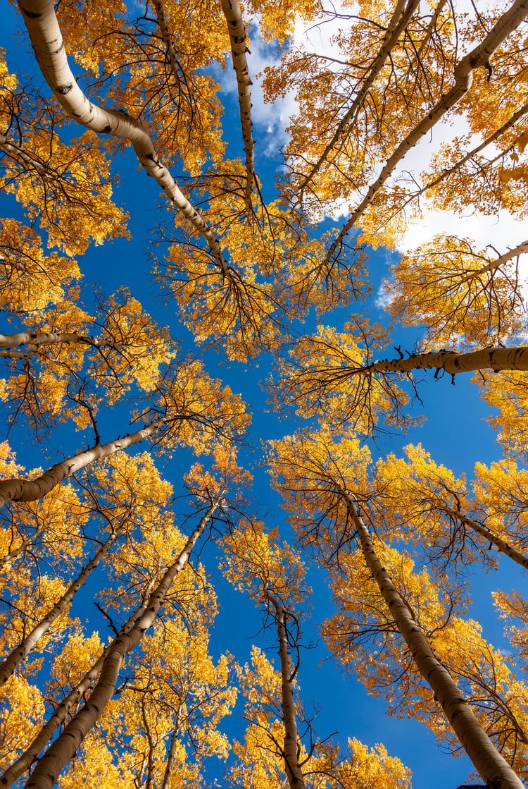 Yellow Aspens Acrylic