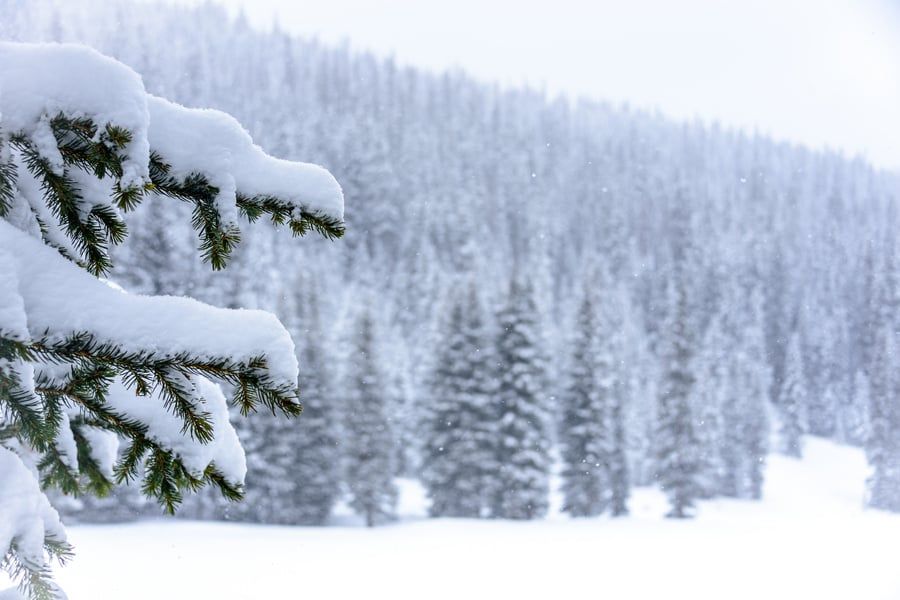 Spruce in Snow Acrylic Large