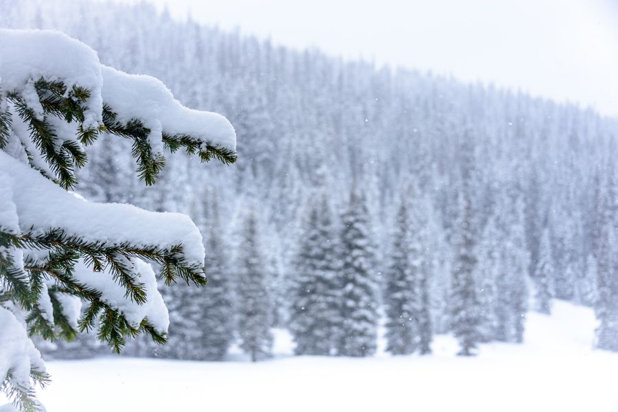 Spruce in Snow Acrylic Small