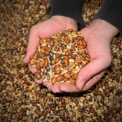 Cover Crop