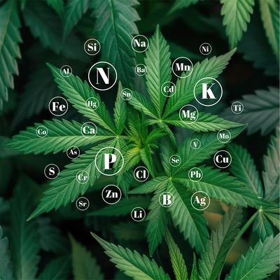 Tissue Nutrient Analysis (TNA)