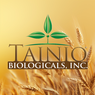 Tainio