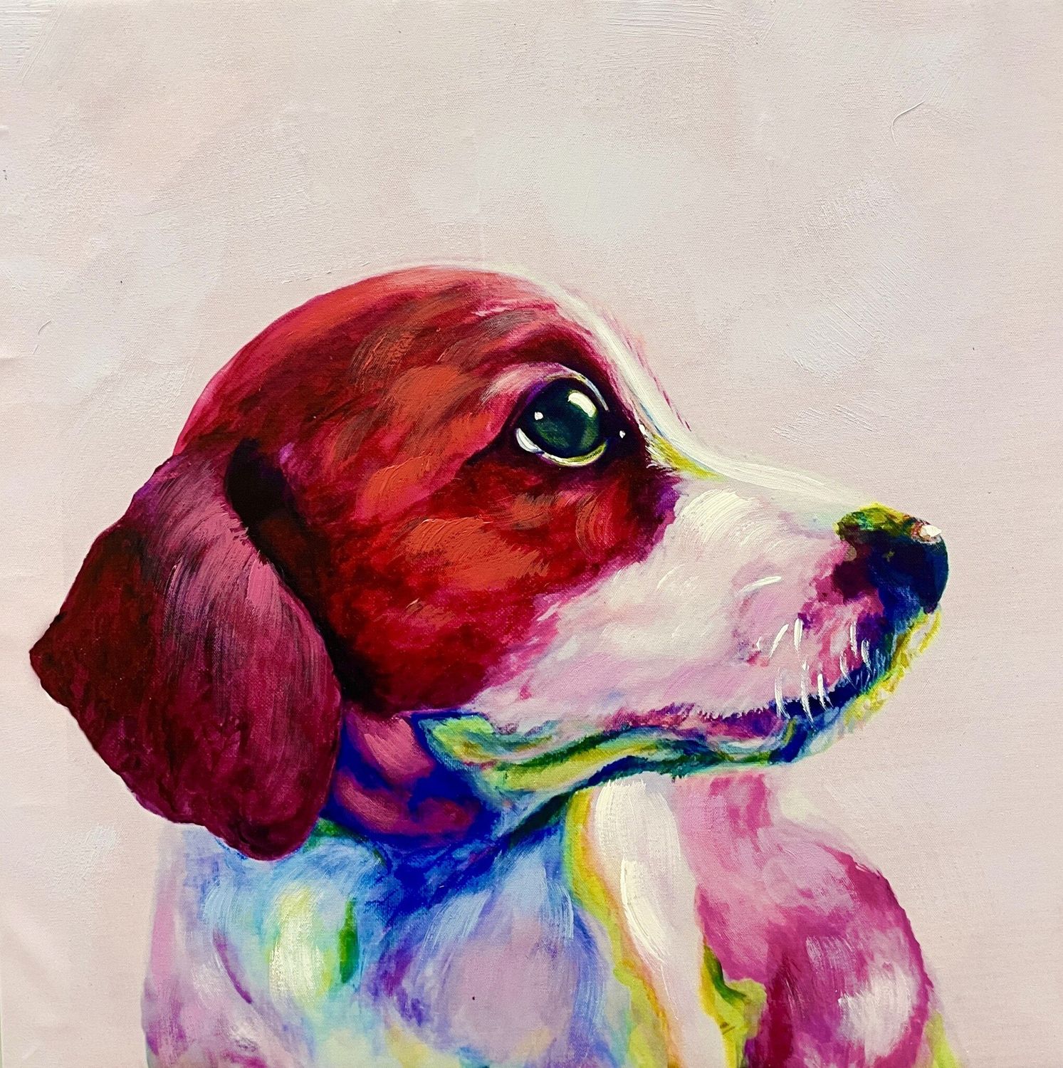 Innocent Dachshund