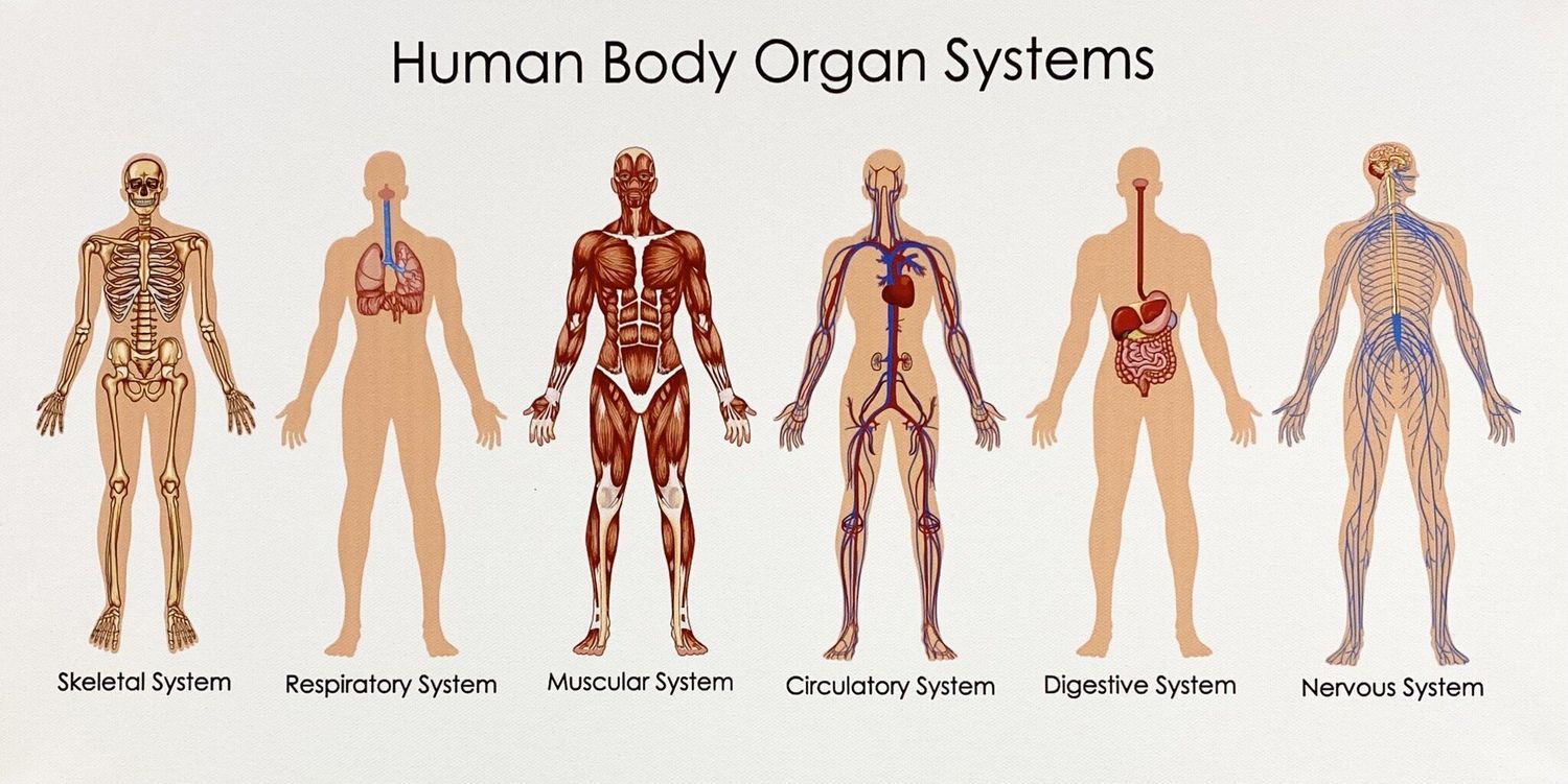 Human Body Organ System