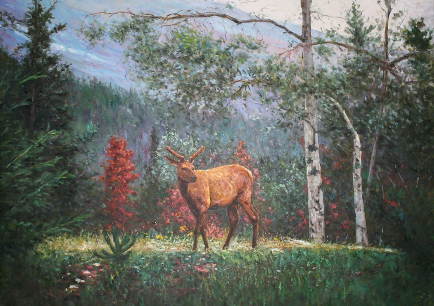 Wild Banff