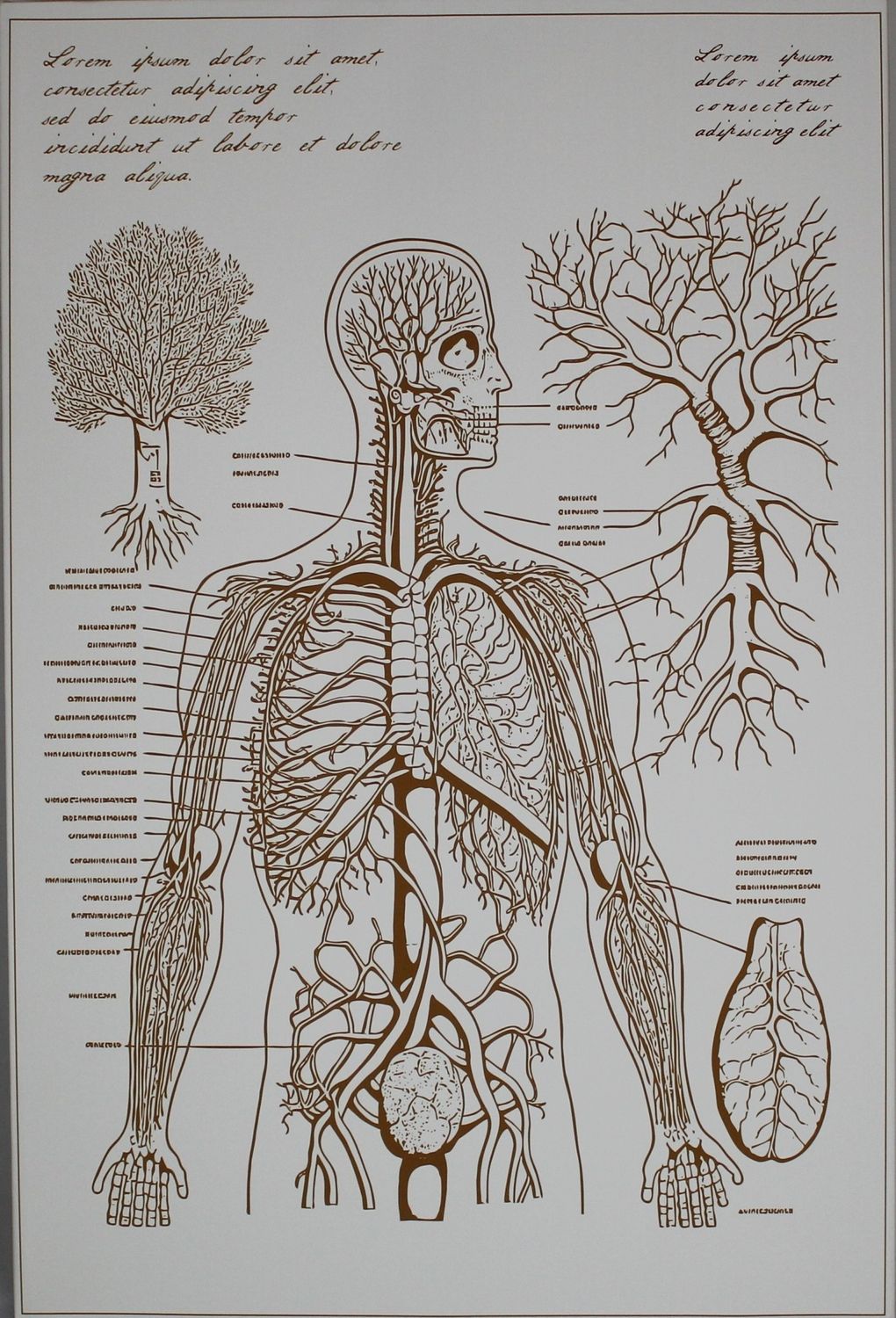 Anatomy II