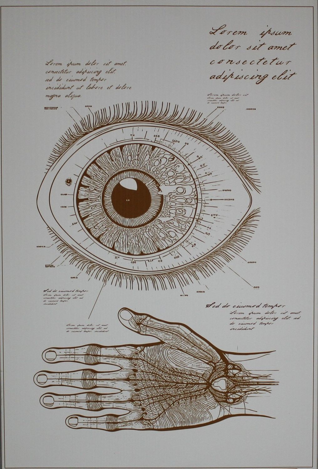 Anatomy I