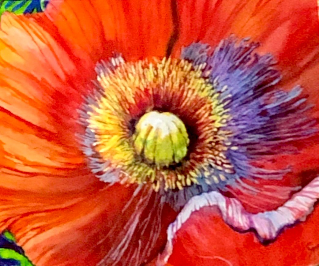 Red Poppy