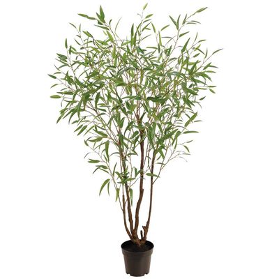 90" EUCALYPTUS TREE IN PLASTIC POT