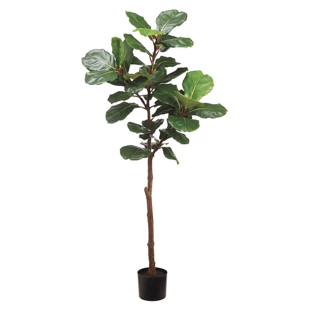 6' FIDDLE LEAF TREE IN POT