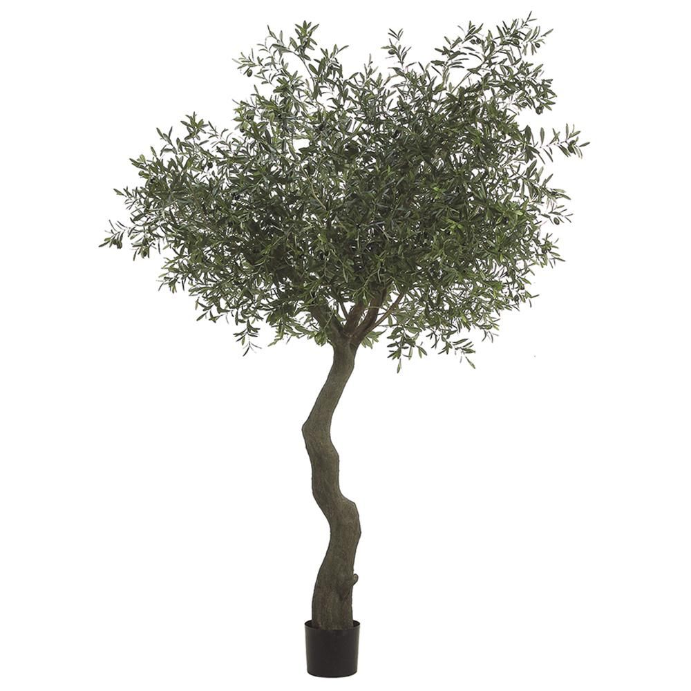 7' OLIVE TREE W/ 10064 LEAVES &amp; 180 OLIVES IN PLASTIC POT