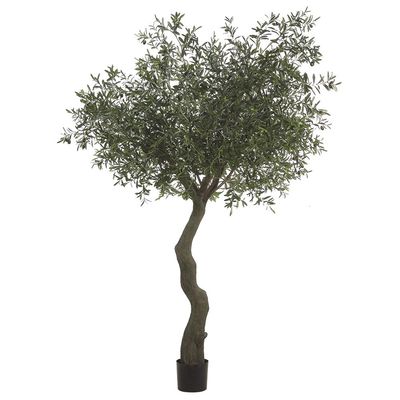 7' OLIVE TREE W/ 10064 LEAVES &amp; 180 OLIVES IN PLASTIC POT