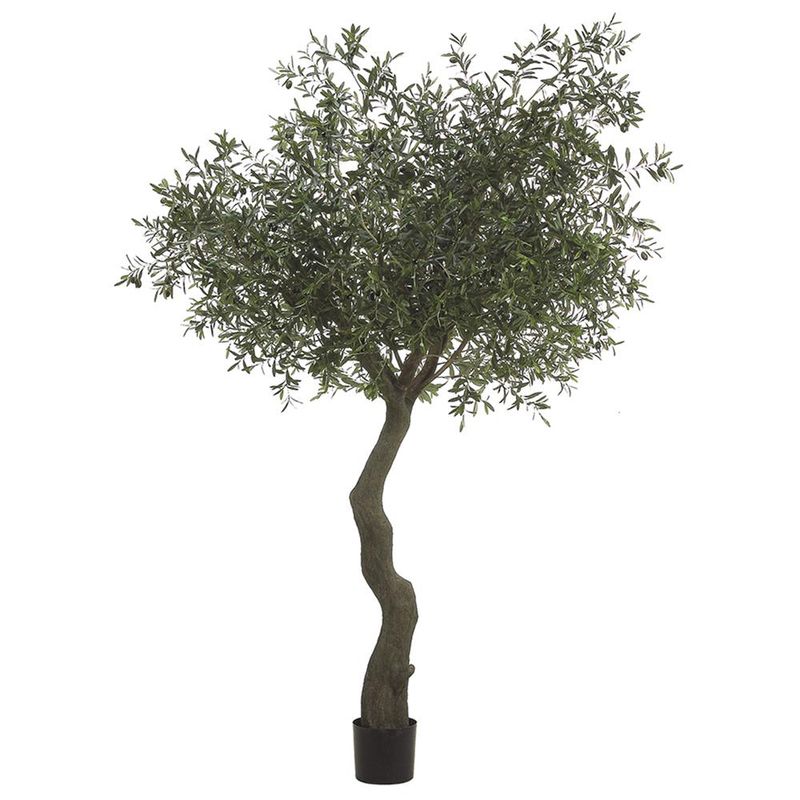 7' OLIVE TREE W/ 10064 LEAVES &amp; 180 OLIVES IN PLASTIC POT