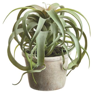 10.5" TILLANDSIA IN PAPER MACHE POT