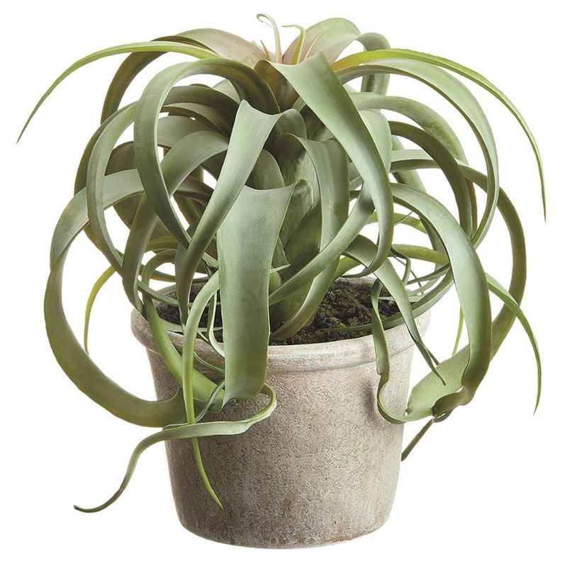 10.5" TILLANDSIA IN PAPER MACHE POT
