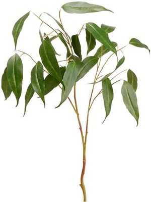36" EUCALYPTUS SPRAY GREEN