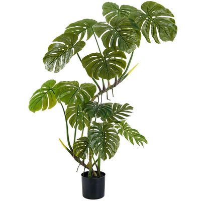 5' MONSTERA TREE IN PLASTIC POT