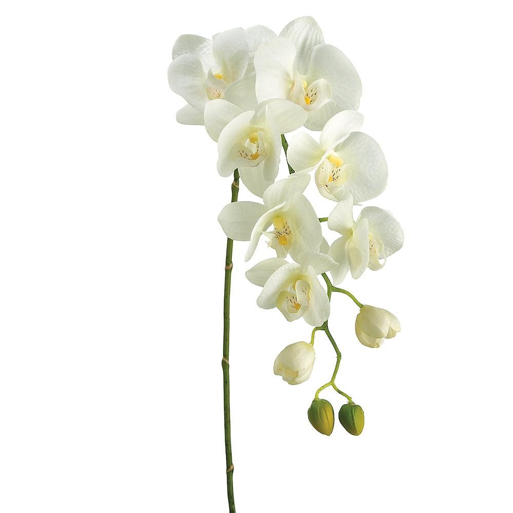 31" PHALAENOPSIS ORCHID SPRAY W/ 8 FLOWERS &amp; 4 BUDS CREAM/GREEN