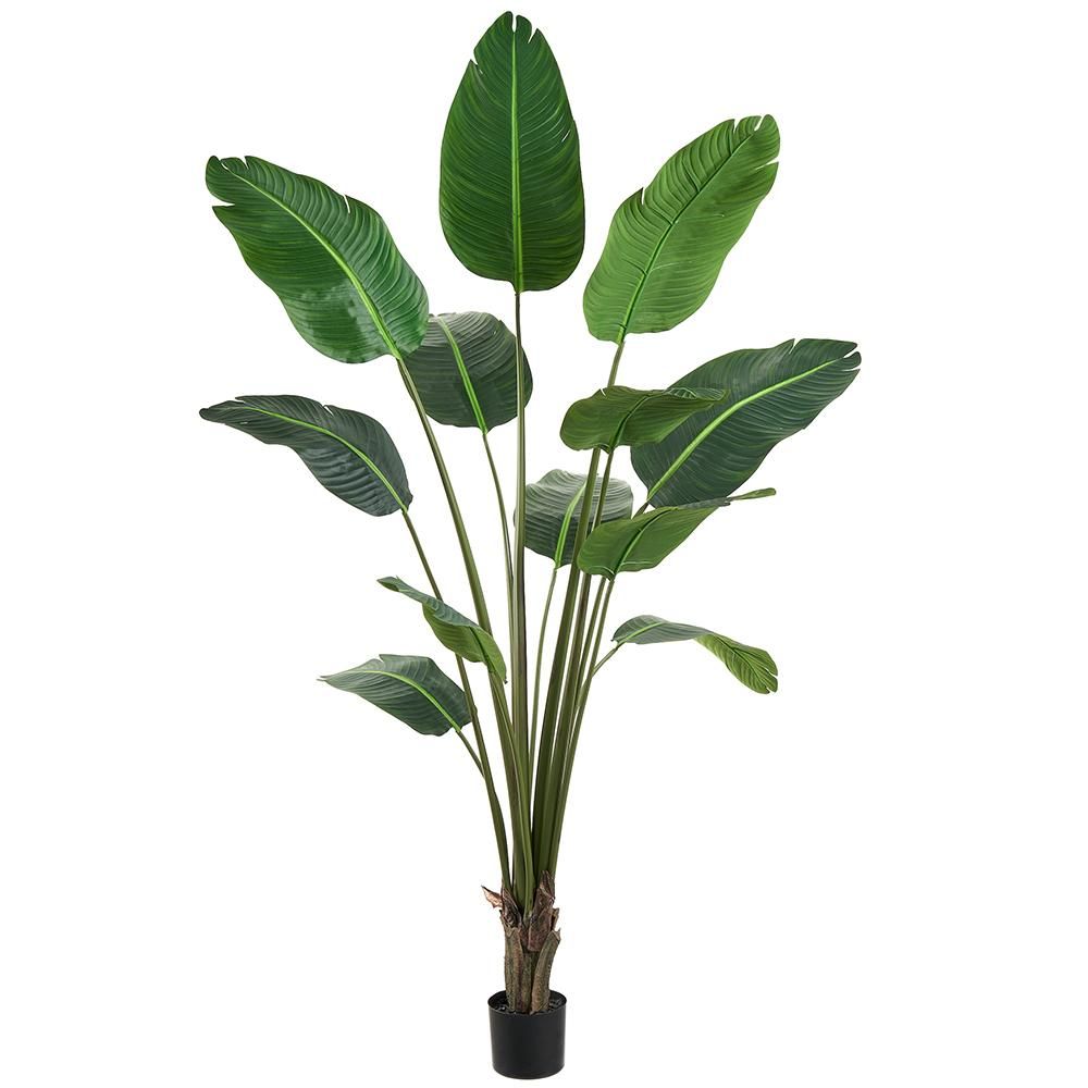 6' TRAVELLER'S PALM TREE IN PLASTIC POT