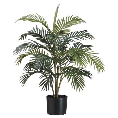 3' ARECA PALM TREE IN POT
