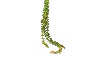29" LOVERS TEARS PLANT