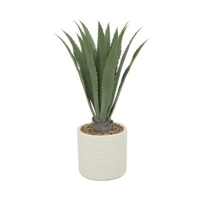 ALOE PLANT IN RIBBED POT