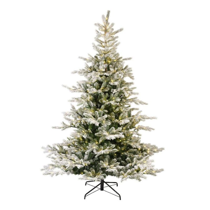 GRANDIS SNOWY FIR