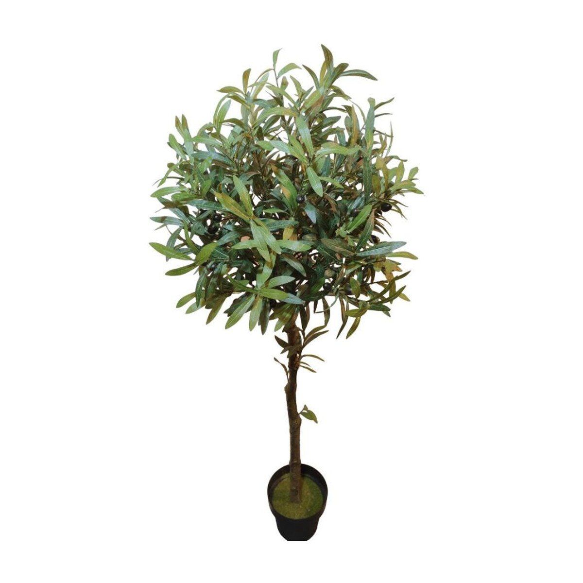 OLIVE TREE  55"
