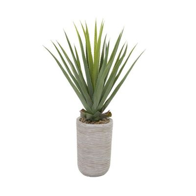 AGAVE PLANT IN RIBBED POT