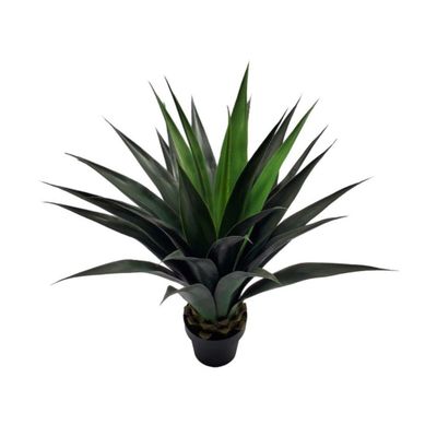 AGAVE SISALANA