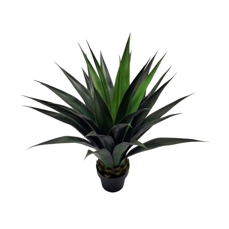 AGAVE SISALANA